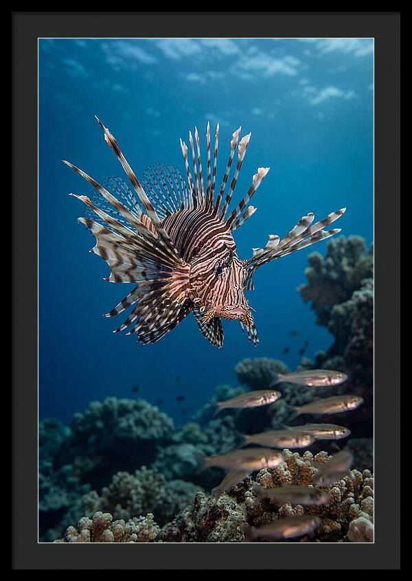 Lionfish Hunting Underwater
