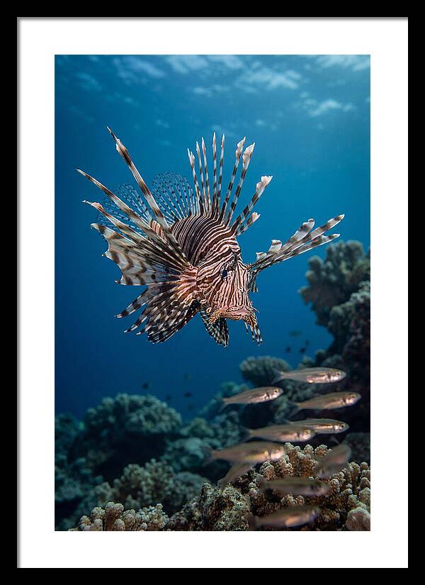 Lionfish Hunting Underwater
