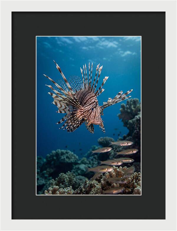 Lionfish Hunting Underwater