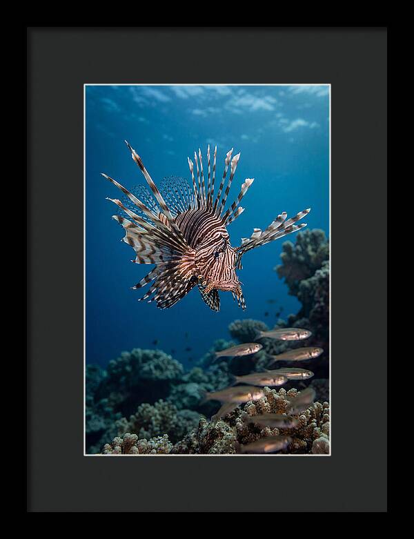 Lionfish Hunting Underwater