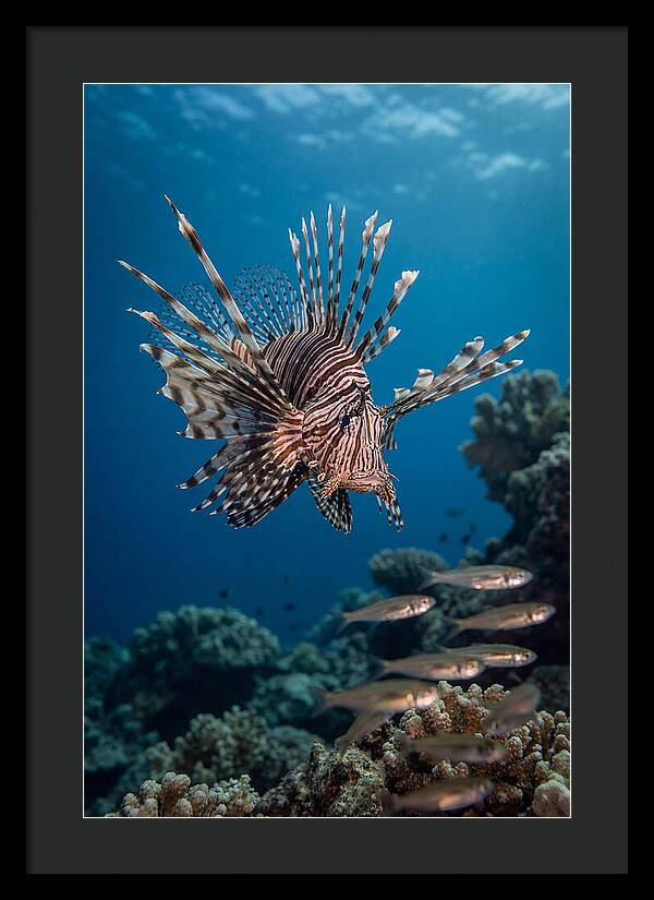 Lionfish Hunting Underwater