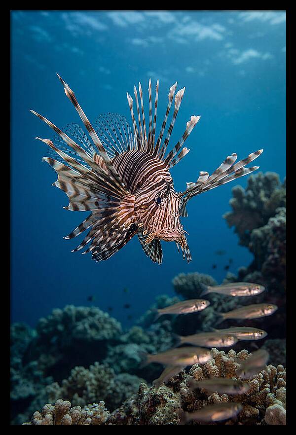 Lionfish Hunting Underwater