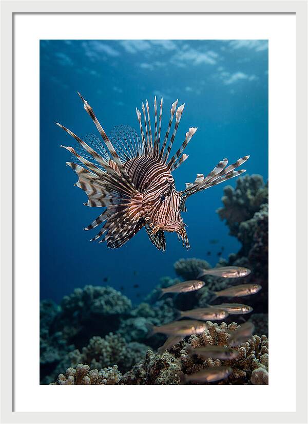 Lionfish Hunting Underwater