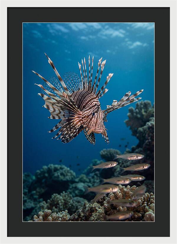 Lionfish Hunting Underwater