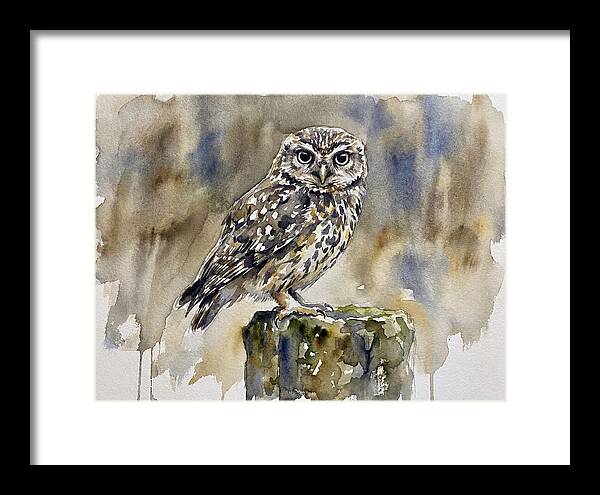 Little Owl Perched Gracefully