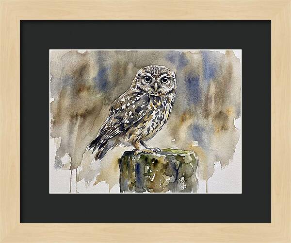 Little Owl Perched Gracefully