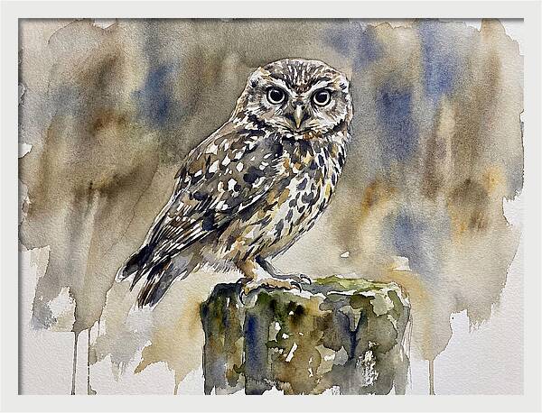 Little Owl Perched Gracefully