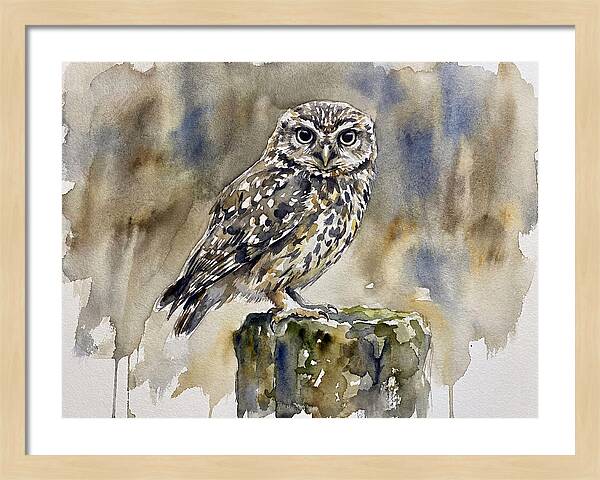 Little Owl Perched Gracefully