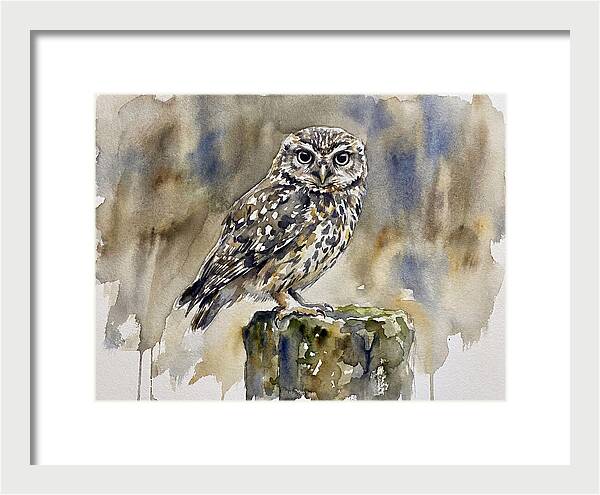 Little Owl Perched Gracefully
