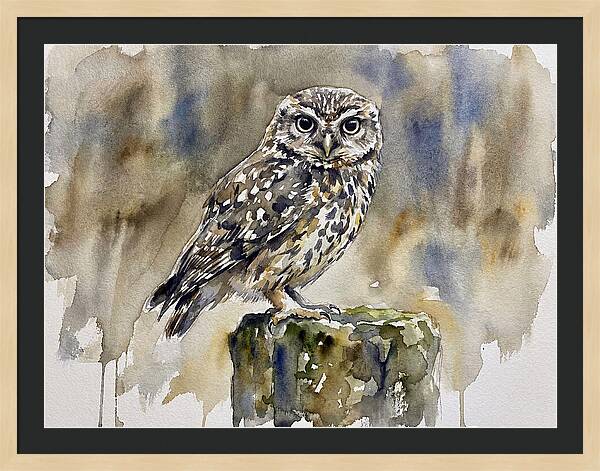 Little Owl Perched Gracefully