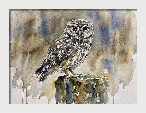 Little Owl Perched Gracefully