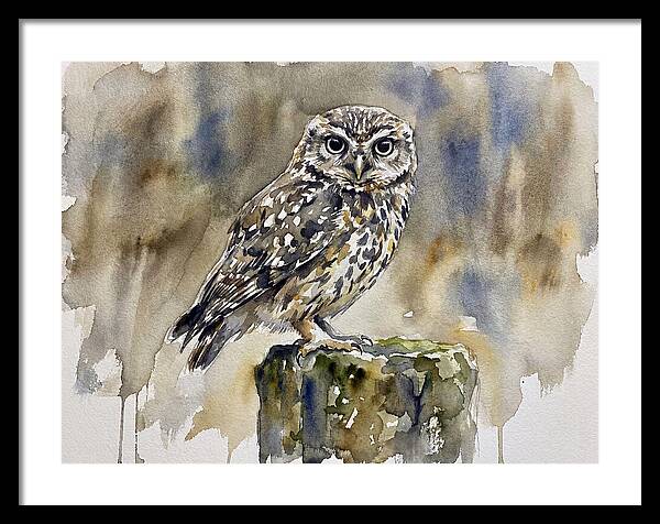 Little Owl Perched Gracefully