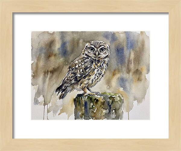 Little Owl Perched Gracefully