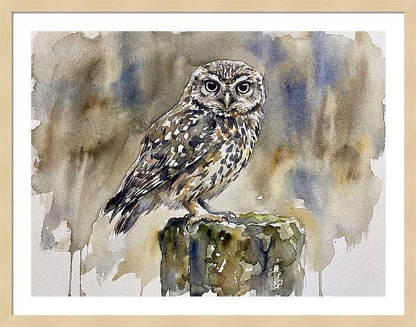 Little Owl Perched Gracefully