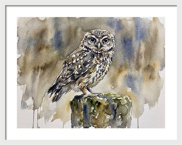 Little Owl Perched Gracefully