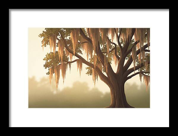 Live Oak Draped In Spanish Moss