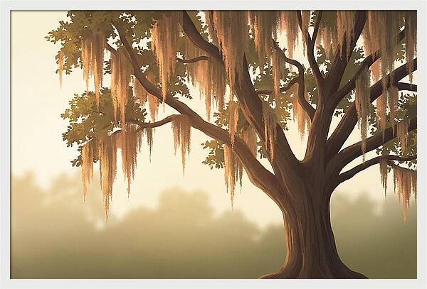 Live Oak Draped In Spanish Moss