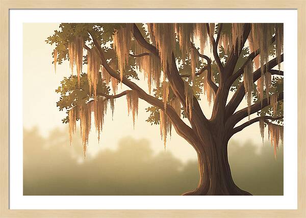 Live Oak Draped In Spanish Moss