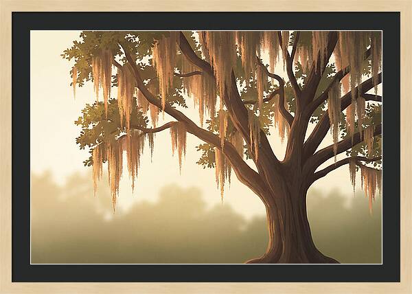 Live Oak Draped In Spanish Moss