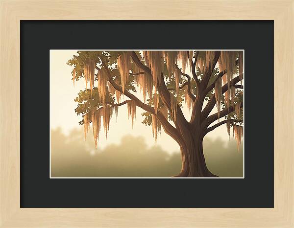 Live Oak Draped In Spanish Moss