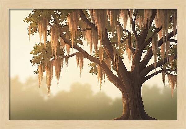 Live Oak Draped In Spanish Moss