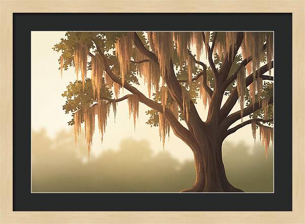 Live Oak Draped In Spanish Moss