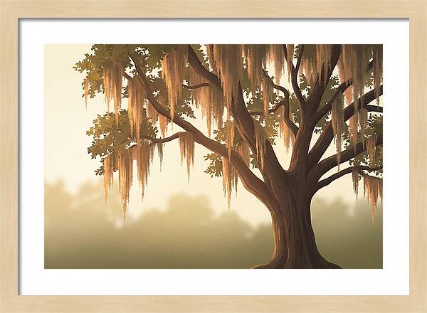 Live Oak Draped In Spanish Moss