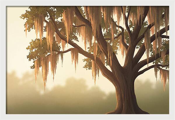 Live Oak Draped In Spanish Moss