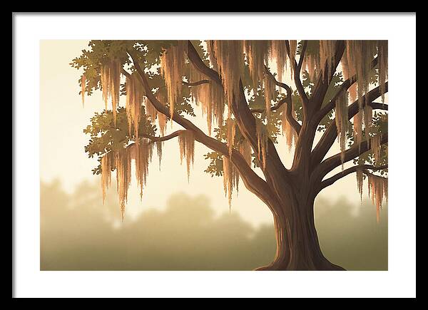 Live Oak Draped In Spanish Moss