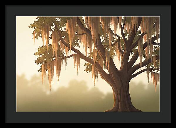 Live Oak Draped In Spanish Moss