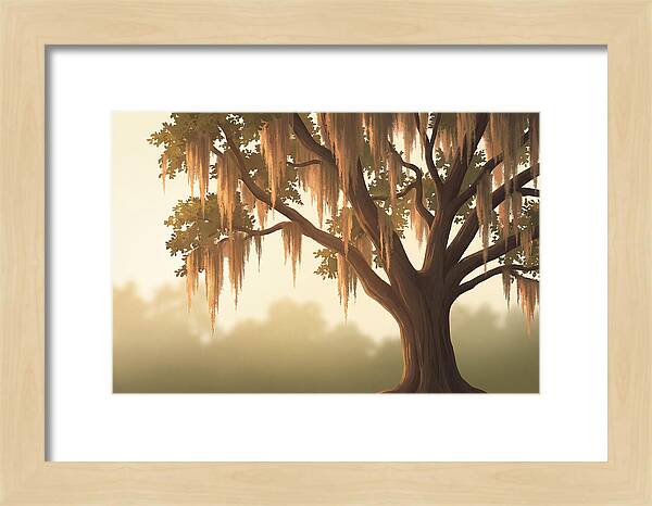 Live Oak Draped In Spanish Moss