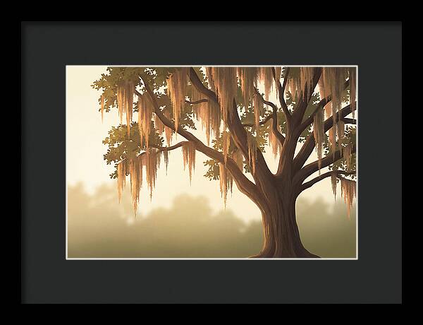 Live Oak Draped In Spanish Moss