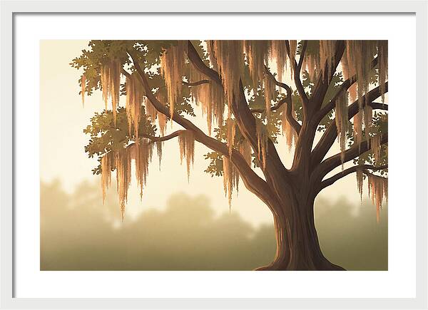 Live Oak Draped In Spanish Moss