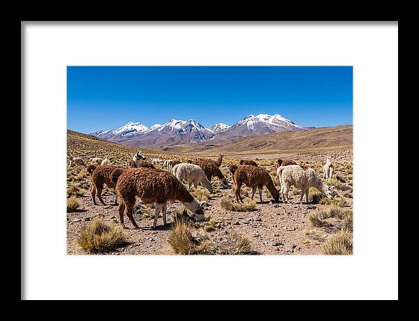 Llama Herd In The Andes