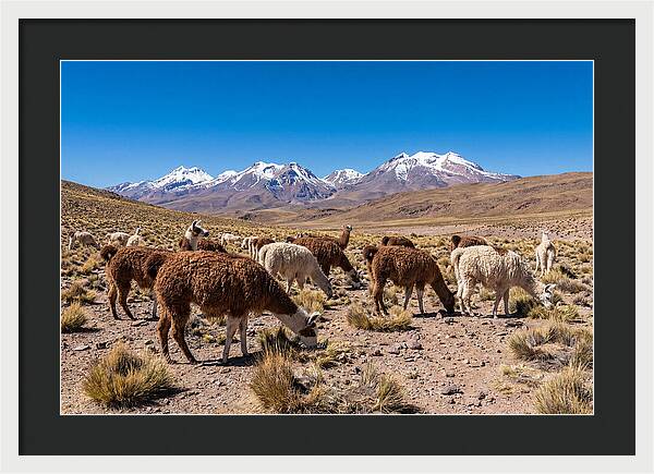 Llama Herd In The Andes