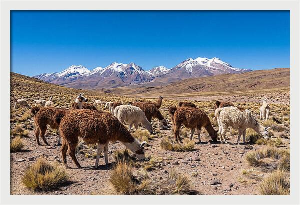 Llama Herd In The Andes