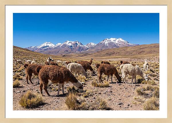 Llama Herd In The Andes