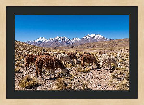 Llama Herd In The Andes