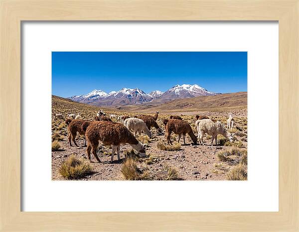 Llama Herd In The Andes