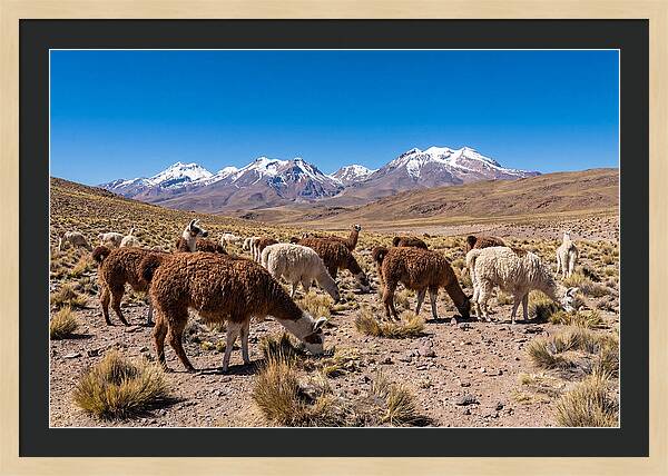 Llama Herd In The Andes