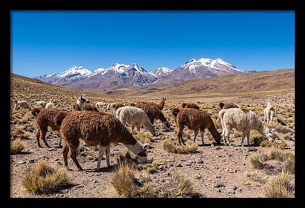 Llama Herd In The Andes