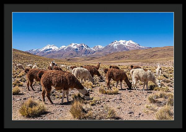 Llama Herd In The Andes