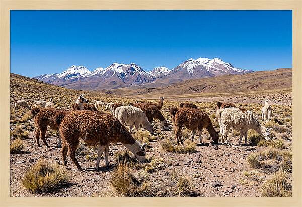 Llama Herd In The Andes