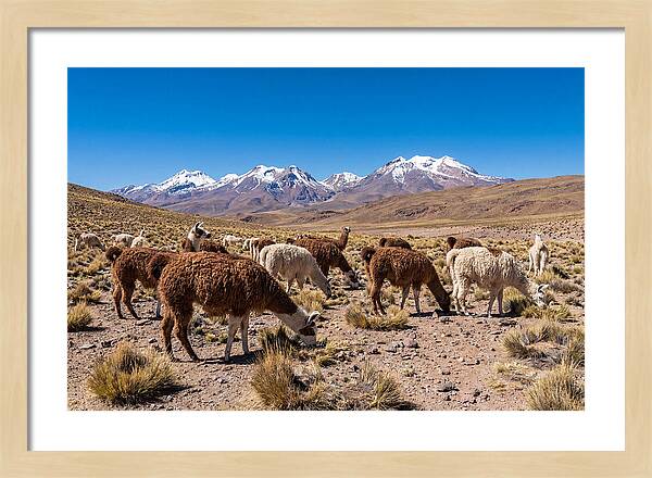 Llama Herd In The Andes