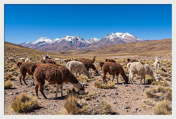 Llama Herd In The Andes