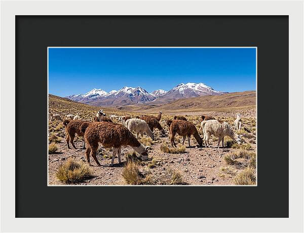 Llama Herd In The Andes