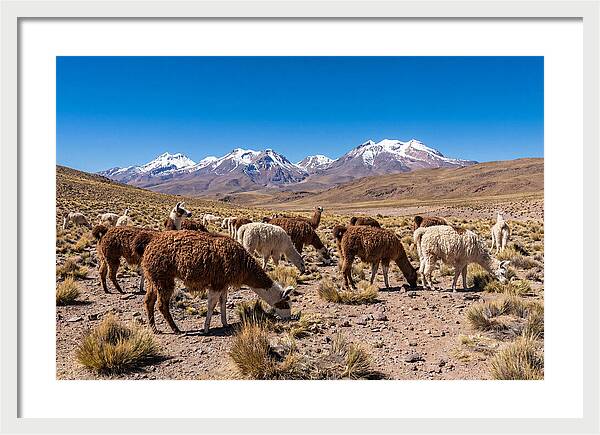 Llama Herd In The Andes