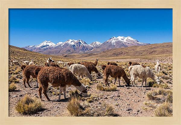 Llama Herd In The Andes