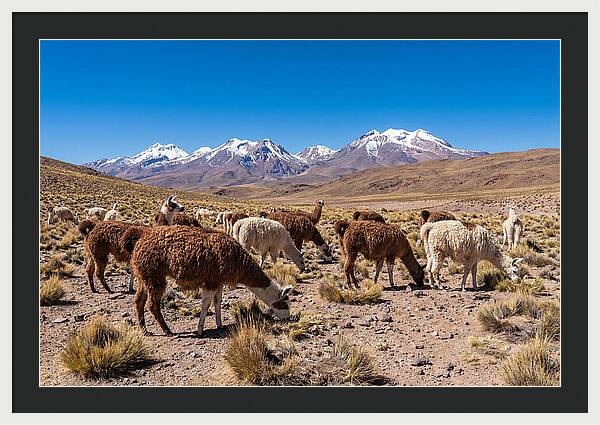 Llama Herd In The Andes