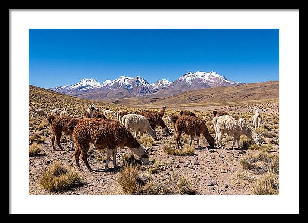 Llama Herd In The Andes